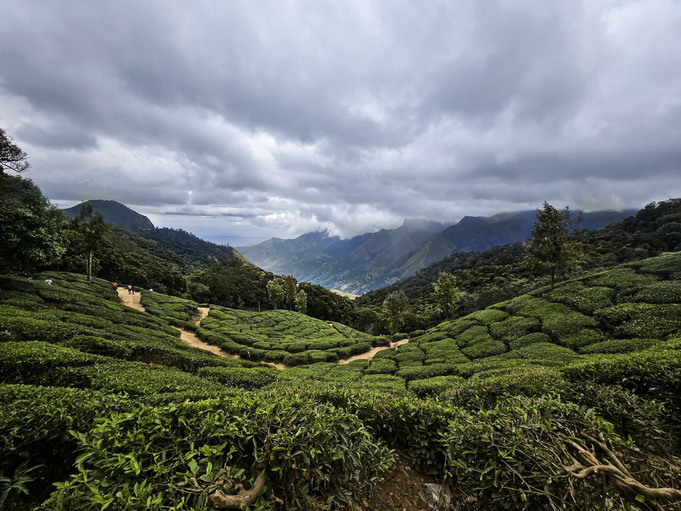 Tea estates folding into cloud in the high hills above Munnar